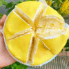 crepsaunganlop