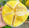 crepsaunganlop